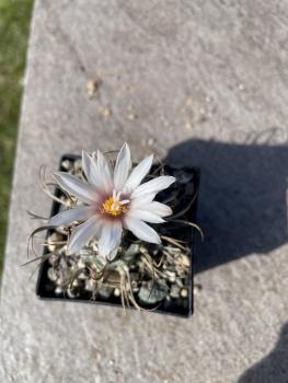 Turbinicarpus macrochele